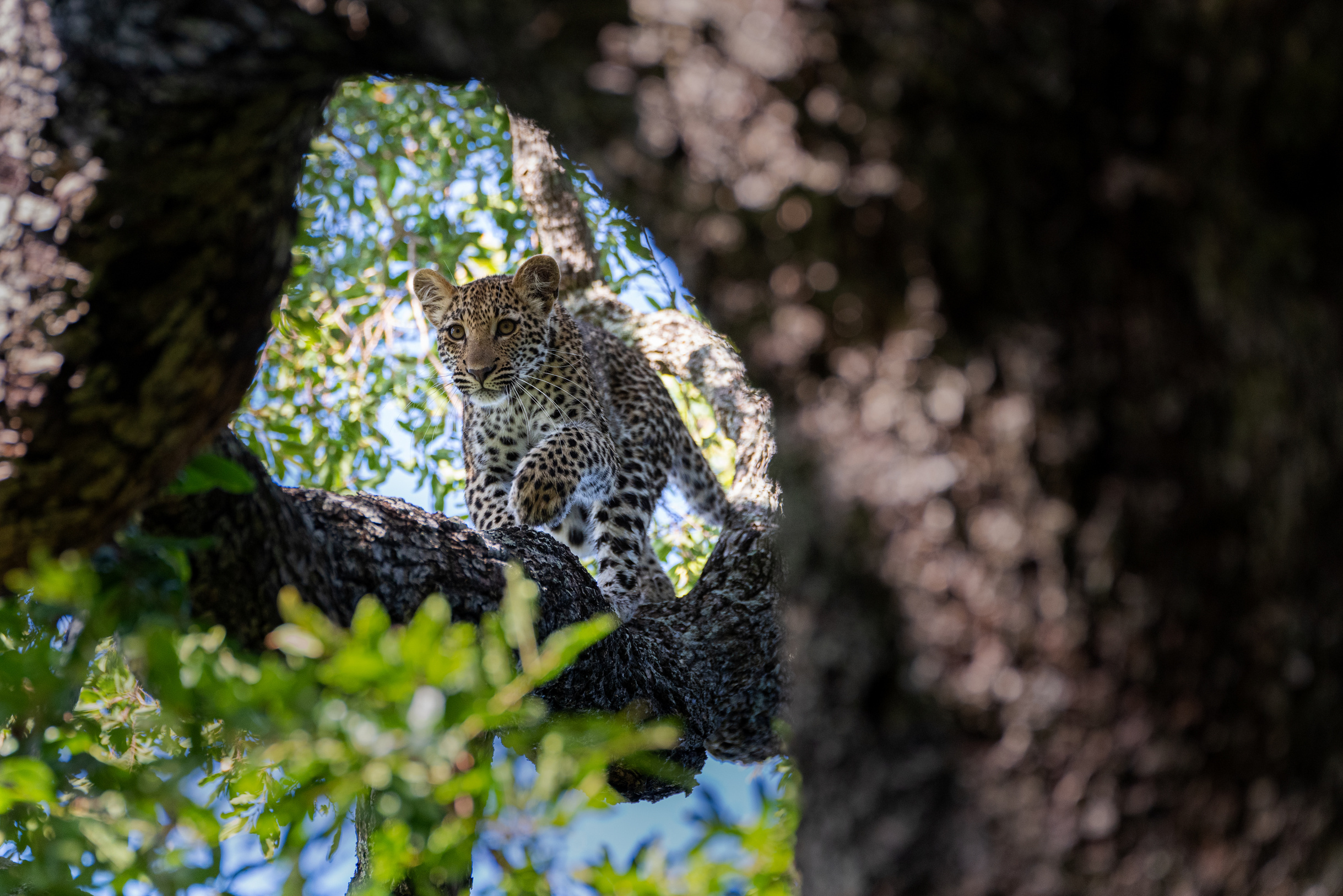 Young Leopard in Tree